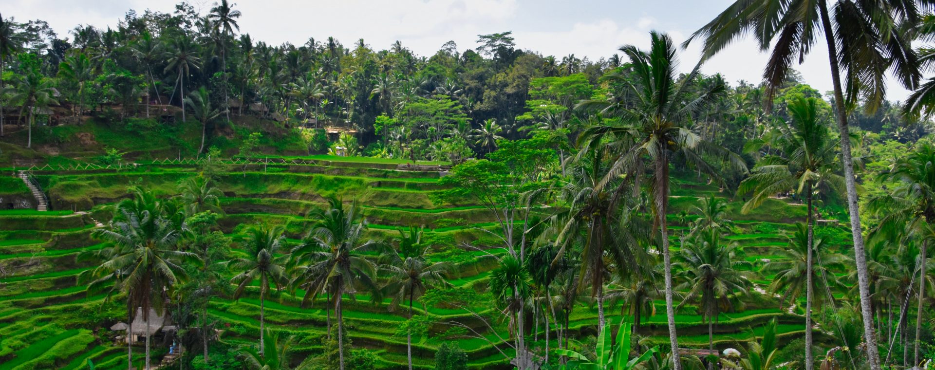 Rondreis-in-bali-rijstvelden-ubud