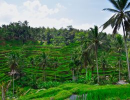 Rondreis-in-bali-rijstvelden-ubud