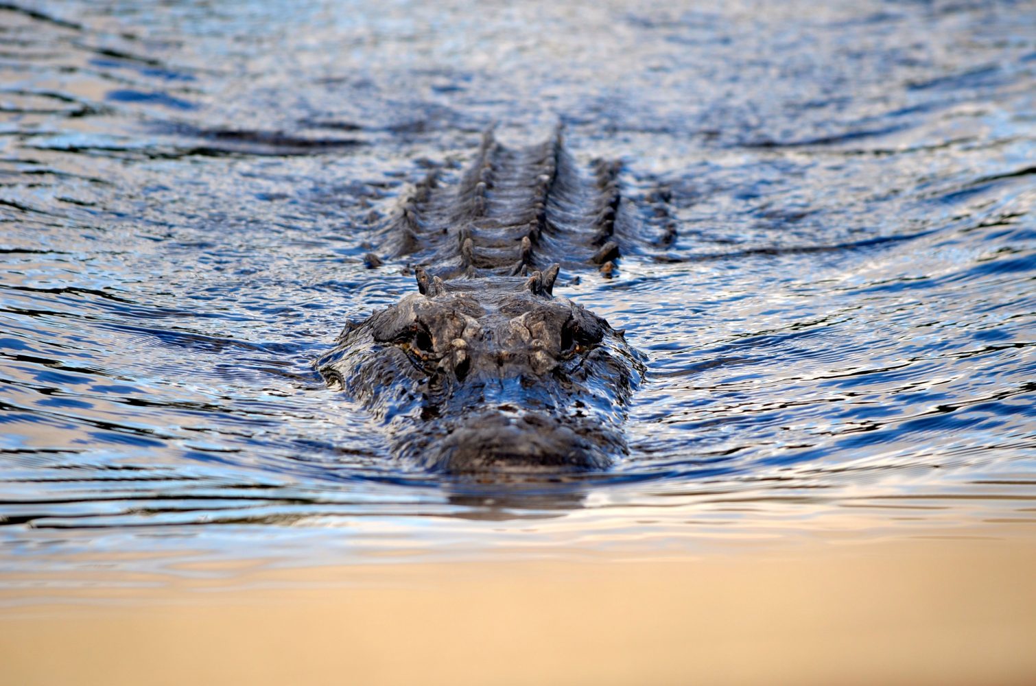 Airboat ride-Everglades-Florida