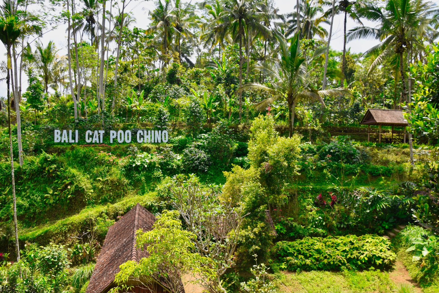 Bali - Noord - Cat Poo Chino